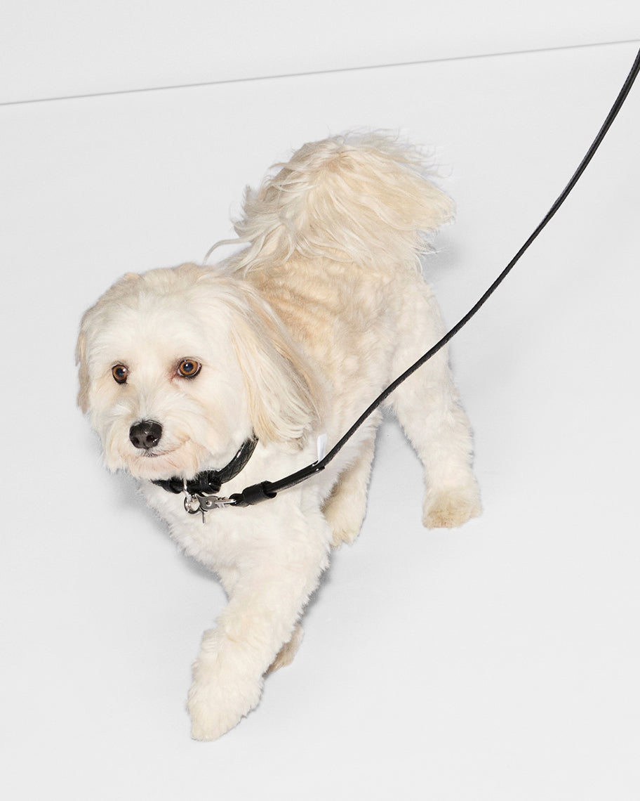 Black Leather Small MZW Dog Collar
